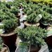 Borievka šupinatá (Juniperus squamata) ´BLUE STAR´ - ∅ 15-20 cm, kont. C2L